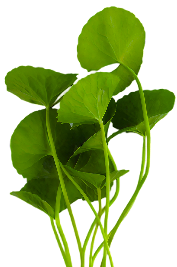 Centella Asiatica leaves
